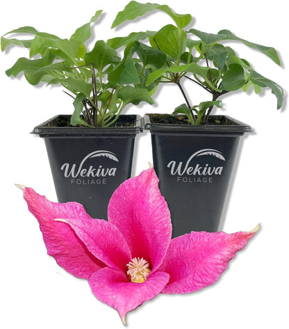 Clematis Princess Diana - Live Starter Plants - Beautiful Graceful Bell Shaped Pink Flowering Vine
