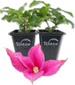 Clematis Princess Diana - Live Starter Plants - Beautiful Graceful Bell Shaped Pink Flowering Vine