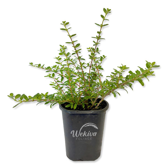 Moujean Tea Plant - 1 Live Plant in a 4 Inch Growers Pot - Nashia Inaguensis - Fragrant Tropical Evergreen Bonsai Shrub
