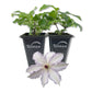 Clematis Clair De Lune - Live Starter Plants in 2 Inch Growers Pots - Starter Plants Ready for The Garden - Rare Clematis for Collectors