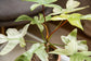 Florida Ghost Philodendron - 1 Live Plant in a 4 Inch Pot - Philodendron Pedatum - Elegant Vining Indoor Houseplant