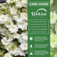 Clematis Guernsey Cream - Live Starter Plant in a 2 Inch Growers Pot - Starter Plants Ready for The Garden - Rare Clematis for Collectors