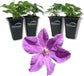 Clematis Etoile Violette - Live Starter Plants in 2 Inch Growers Pots - Starter Plants Ready for The Garden - Rare Clematis for Collectors