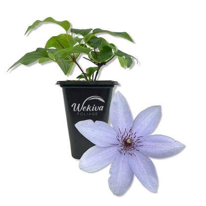 Clematis Bernadine - Live Starter Plants in 2 Inch Growers Pots - Starter Plants Ready for The Garden - Rare Clematis for Collectors