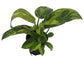 Congo Nuclear Philodendron - 1 Live Plant in a 4 Inch Pot - Philodendron Congo Nuclear - Extremely Rare Indoor Houseplant
