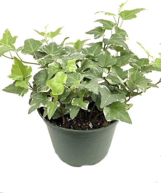 Variegated English Ivy - Live Plants in 6 Inch Pots - Hedera Helix - Beautiful Easy Care Indoor Air Purifying Houseplant Vine