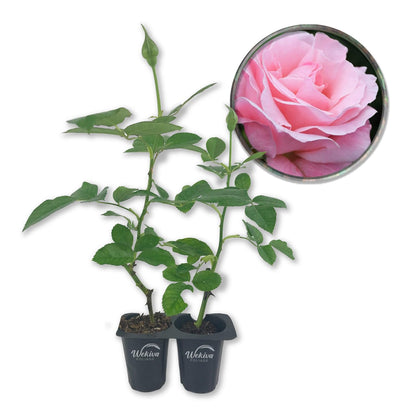 Queen Elizabeth Rose Bush - Live Starter Plants - Beautifully Fragrant Grandiflora Rose - A Versatile Beauty with Colorful Pink Blooms