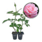Queen Elizabeth Rose Bush - Live Starter Plants - Beautifully Fragrant Grandiflora Rose - A Versatile Beauty with Colorful Pink Blooms