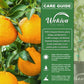 Shiranui Mandarin Orange Tree - Live Plants in 2 Gallon Pots - Florida Only - Fruit Bearing Citrus for Patio and Garden