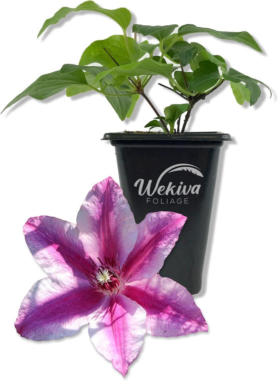 Clematis Carnaby - Live Starter Plants in 2 Inch Growers Pots - Starter Plants Ready for The Garden - Beautiful Deep Pink Flowering Vine