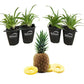 Pineapple Plant - 4 Live Starter Plants - Ananas Comosus - Edible and Fruit Bearing for Patio and Garden