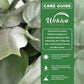 Platinum Scindapsus - Silver Hero - 1 Live Plant in a 4 Inch Pot - Scindapsus Pictus &