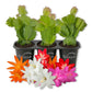 Christmas Cactus - Live Starter Plants - Schlumbergera Bridgesii - Beautiful Colorful Tropical Indoor Succulent