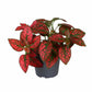 Polka Dot Plant - Live Starter Plants - Hypoestes Phyllostachya - Compact Colorful Tropical Beauty Mosaic Foliage