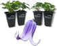 Clematis Roguchi - Live Starter Plants in 2 Inch Growers Pots - Starter Plants Ready for The Garden - Rare Clematis for Collectors