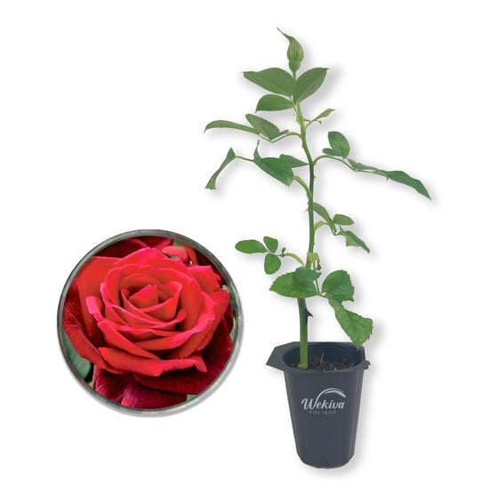 Mr Lincoln Rose Bush - Live Starter Plants - Beautiful Hybrid Tea Rose - Versatile Beauty with Large Red Blooms and Rich Scent
