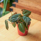 Mican Philodendron - Velvet Leaf - Live Starter Plants - Philodendron Hederaceum - Beautiful Trailing Houseplant