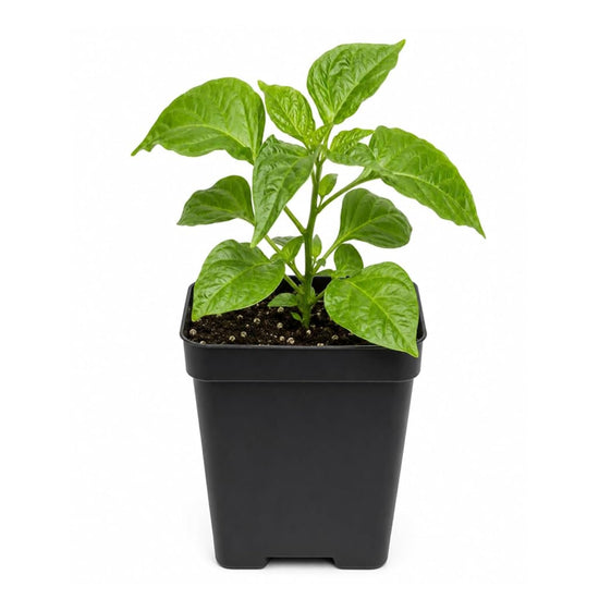 Trinidad Scorpion Pepper Plant - Single - 3 Inch Pot - Capsicum Chinense