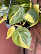 Philodendron Brasil - Live Plants in 4 Inch Pots - Beautiful Elegant Vining Indoor Houseplant - Air Purifying