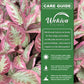 Pink Brocade Flame Violet - Single - 4 Inch Pot - Episcia Cupreata