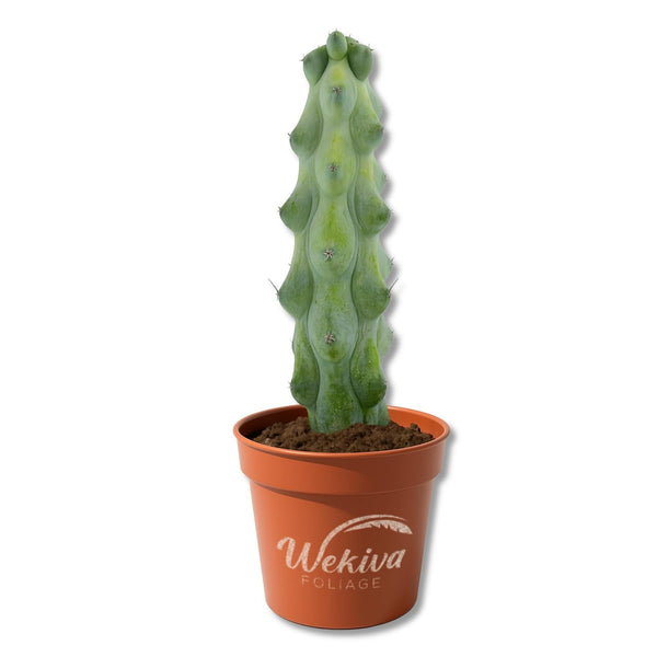 Boobie Cactus - 1 Live Plant in a 3 Inch Growers Pot