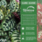 Zebra Plant Calathea - Live Starter Plants - Goeppertia Zebrina - Tropical Striped Broad Leaf Easy Care Houseplant
