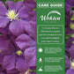 Clematis Etoile Violette - Live Starter Plants in 2 Inch Growers Pots - Starter Plants Ready for The Garden - Rare Clematis for Collectors