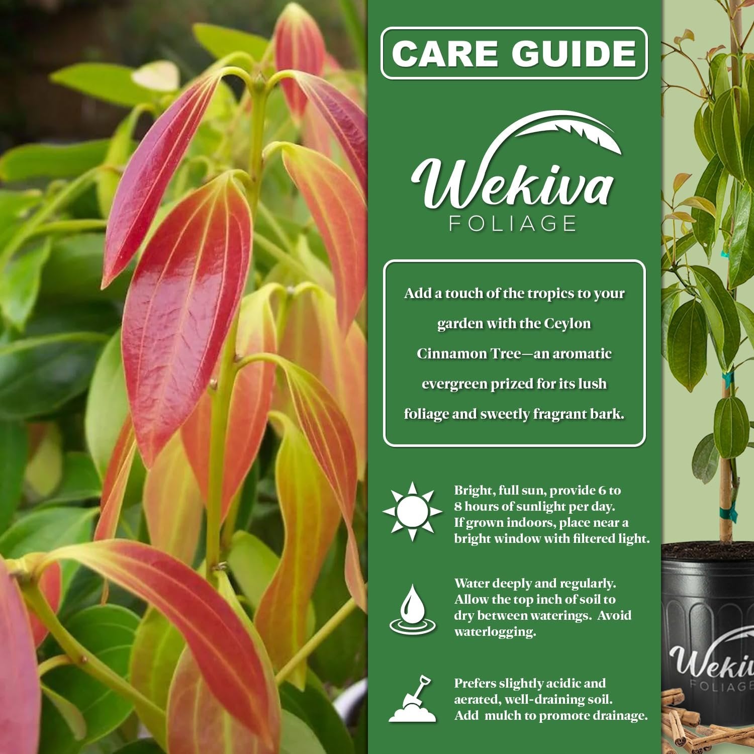 ceylon cinnamon for plants Ceylon Cinnamon Tree - Live Plant in a 3 Gallon Growers Pot - Cinnamomum Verum