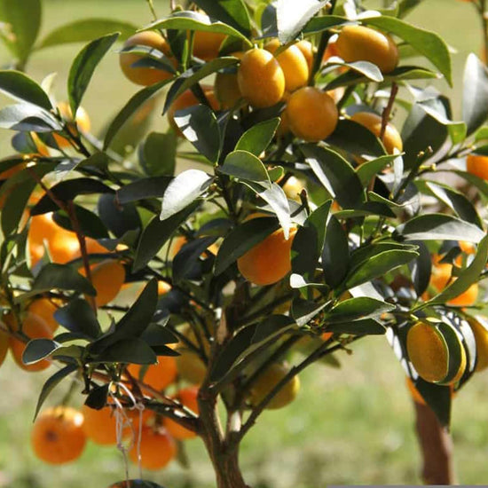 Callie Kumquat Tree - Live Plants in 1 Gallon Pots - Florida Only - Edible and Fruit Bearing Citrus for Patio and Garden