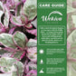 Snow White Waffle Plant - Live Starter Plants in 2 Inch Growers Pots - Hemigraphis Alternata &