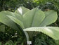 Joey Magnifica Palm - Live Plant in a 3 Gallon Pot - Johannesteijsmannia Magnifica - Extremely Rare Ornamental Palms of Florida
