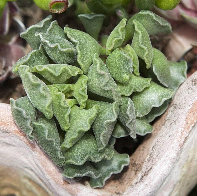 crinkle leaf plant succulent Crinkle Leaf Plant - Live Starter Plants in 2 Inch Growers Pots - Adromischus Cristatus