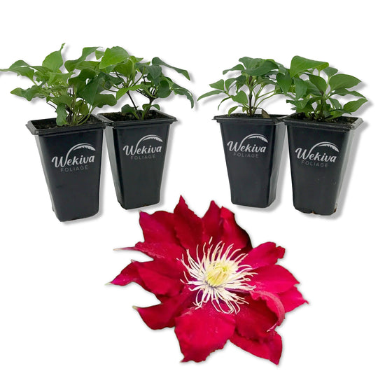 Clematis Elpis - Live Starter Plants - Bold Beautiful Climbing Red Flowering Vine