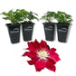 Clematis Elpis - Live Starter Plants - Bold Beautiful Climbing Red Flowering Vine
