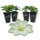 Clematis Guernsey Cream - Live Starter Plant in a 2 Inch Growers Pot - Starter Plants Ready for The Garden - Rare Clematis for Collectors