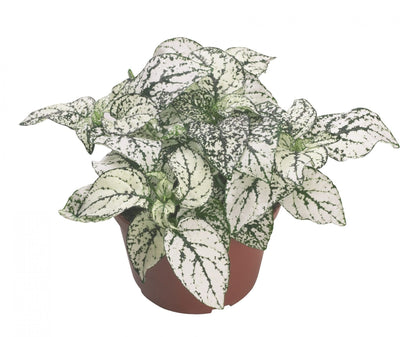 Polka Dot Plant - Live Starter Plants - Hypoestes Phyllostachya - Compact Colorful Tropical Beauty Mosaic Foliage