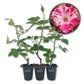 Fourth of July Rose Bush - Live Starter Plants - Beautiful Multicolored Climbing Rose - Strongly Scented Red and White Splashed Blooms
