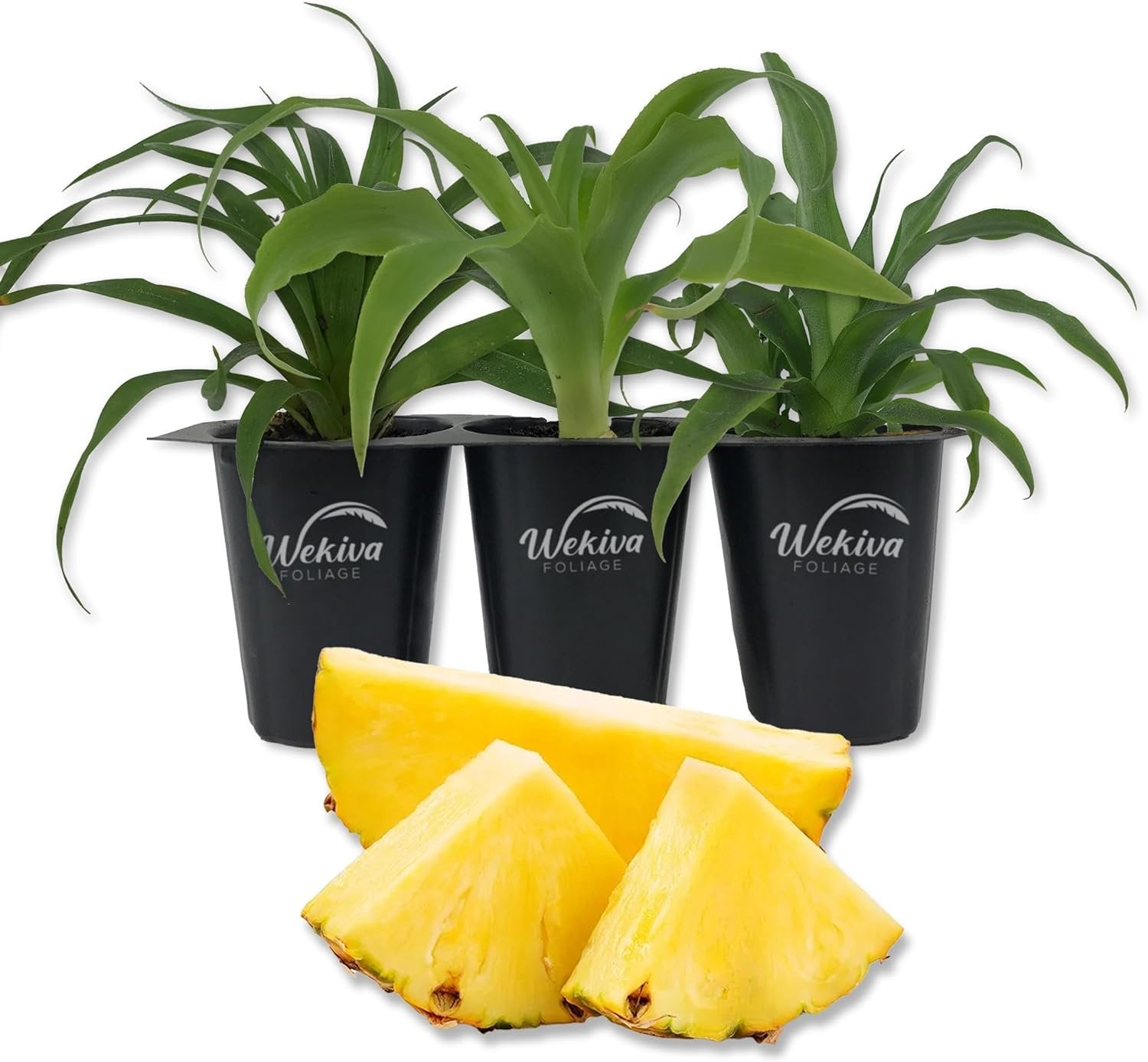 best pineapple plant food Pineapple Plant - 3 Live Starter Plants - Ananas Comosus
