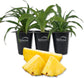 Pineapple Plant - 3 Live Starter Plants - Ananas Comosus - Edible and Fruit Bearing for Patio and Garden