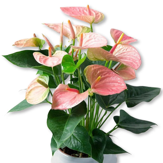 Pink Flower Anthurium - Single - 4 Inch Pot - Anthurium Oaxaca