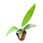 Big Bill Anthurium - Live Starter Plants - Anthurium Pendulifolium x Cubense - Striking Indoor Outdoor Plant