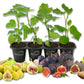 Fig Tree - 4 Live Starter Plants - Ficus Carica - Edible Fruit Tree for The Patio and Garden