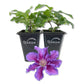 Clematis Baroness Fookes - Live Starter Plants - Beautiful Multi Colored Striped Lavender Flowering Vine