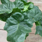Atom Philodendron - Live Starter Plants - Philodendron Atom - Beautiful Compact Lush Houseplant