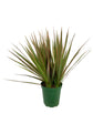 Beautiful Houseplant Multi-Pack - 3 Live Plants in 6 Inch Pots - Neanthe Bella Parlor Palm, Pothos, Dracaena Marginata - Easy Care Indoor Houseplants