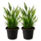Lace Fern - Live Starter Plants - Asparagus Pyramidalis