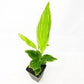 Pinstripe Ginger - Live Starter Plants - Alpinia Formosana- Bold Tall Layered Striking Outdoor