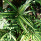East Indian Holly Fern - Live Plant in a 6 Inch Grower&
