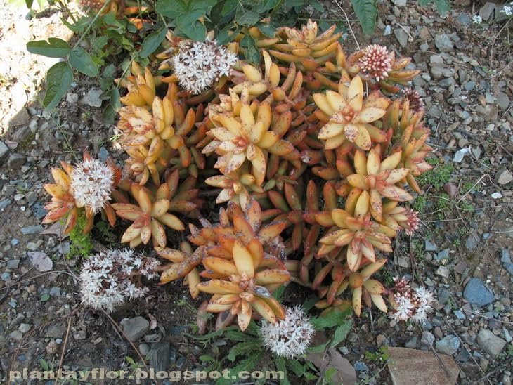 copper sedum succulent Copper Sedum Plant - Live Starter Plants in 2 Inch Growers Pots - Sedum Nussbaumerianum