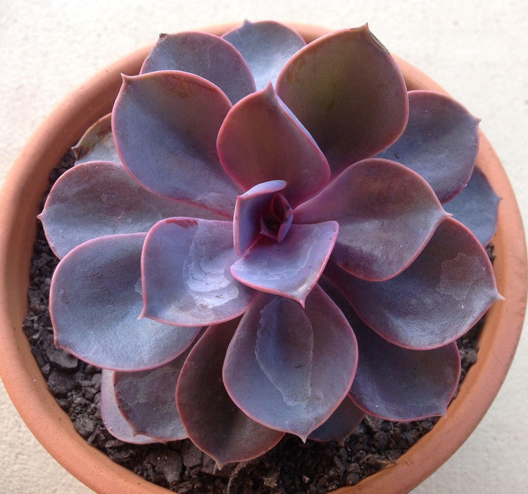 echeveria purple succulents Echeveria Purple Pearl - Live Starter Plants in 2 Inch Growers Pots